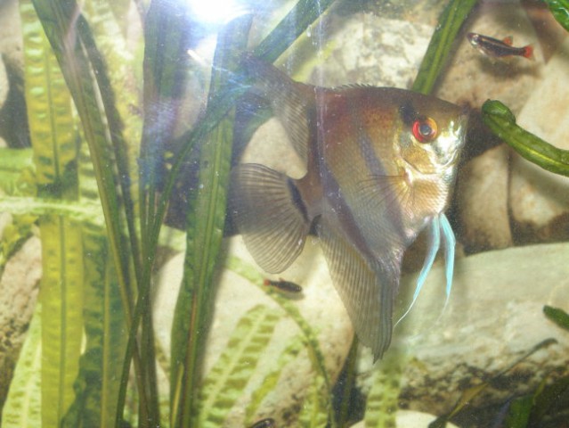 Akvarij - foto