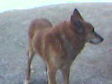 Čarli (1991-24.04.2006), naš prvi kuža - foto