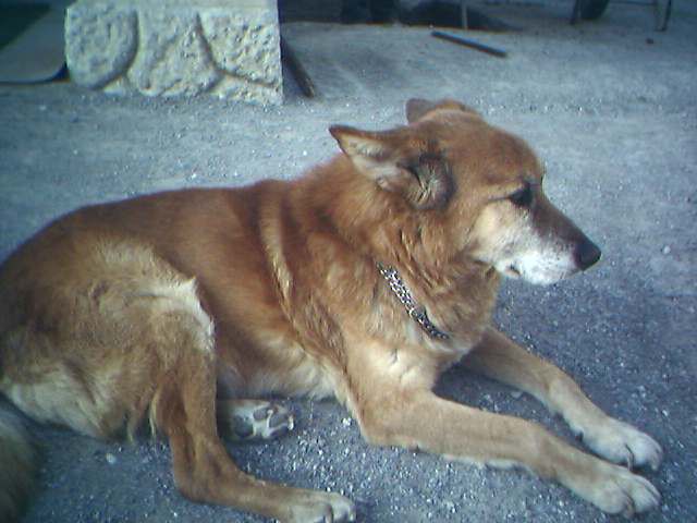 Čarli (1991-24.04.2006), naš prvi kuža - foto