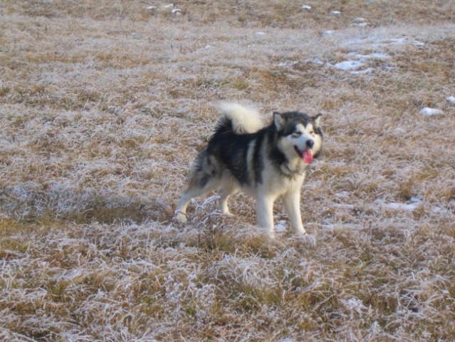 Aljaški malamut - nord 2.1 2008 - foto