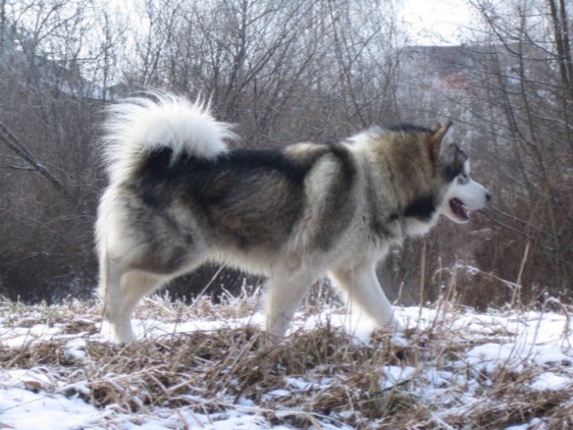 Aljaški malamut - nord 2.1 2008 - foto