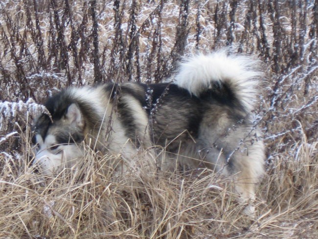 Aljaški malamut - nord 2.1 2008 - foto povečava