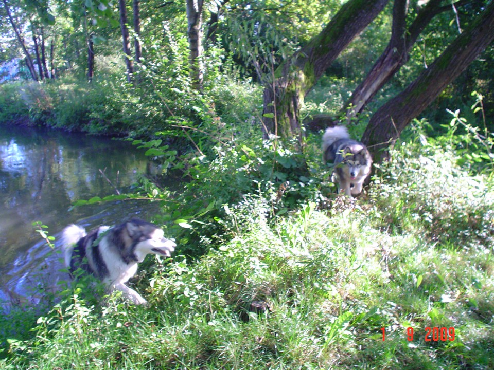 Nord in kena 1.9.2009 - aljaški malamut - foto povečava