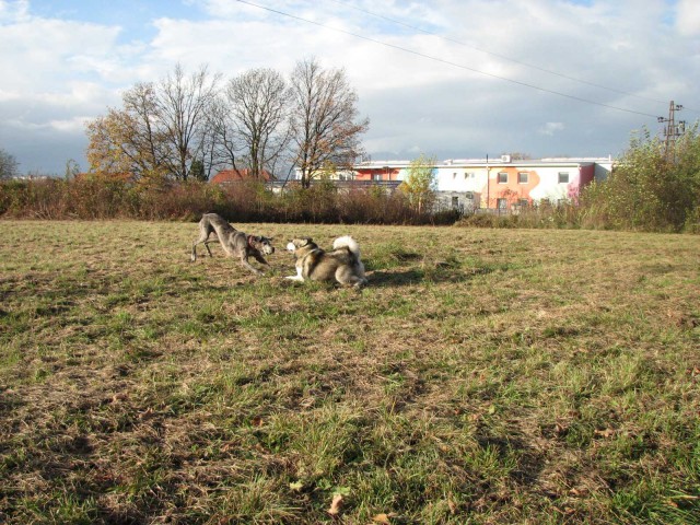 Ljubezen v zraku- pomlad 2009 - foto