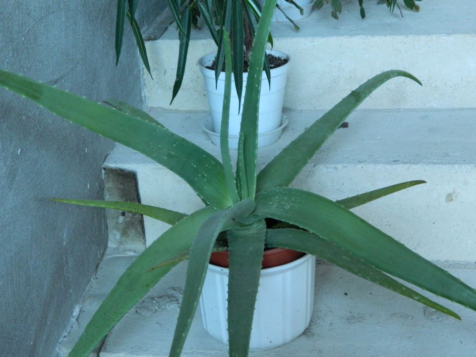 aloe vera