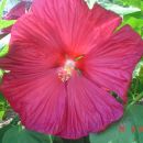 hibiskus