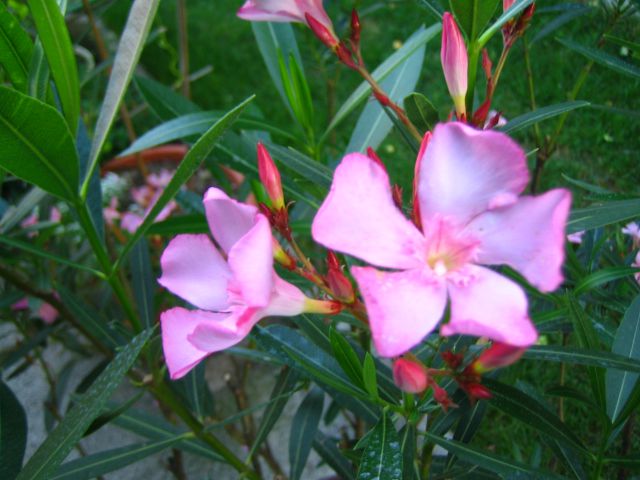 oleander