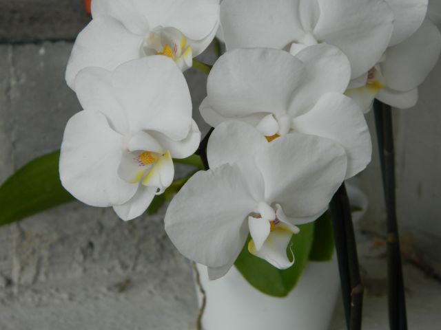 Phalaenopsis