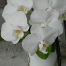 Phalaenopsis