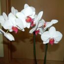 Phalaenopsis