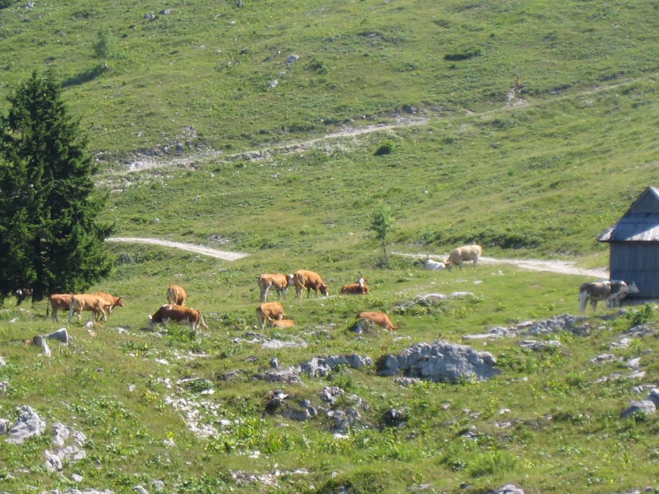 Velika planina - foto povečava