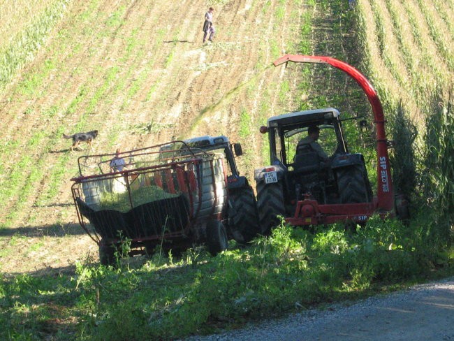 Siliranje - foto povečava