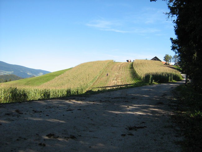 Siliranje - foto povečava