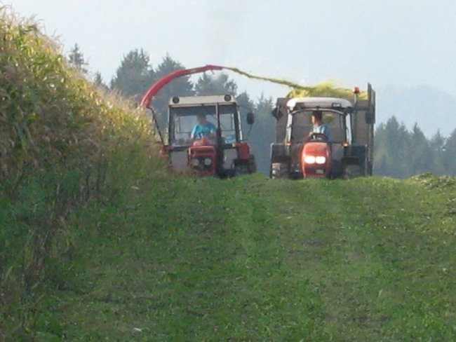 Siliranje - foto povečava