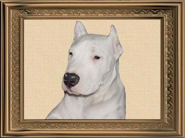 DOGO ARGENTINO-TAYSON-BenSon - foto povečava