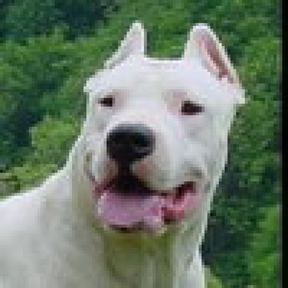 DOGO ARGENTINO-TAYSON-BenSon - foto povečava