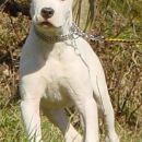 TAYSON 
DOGO ARGENTINO