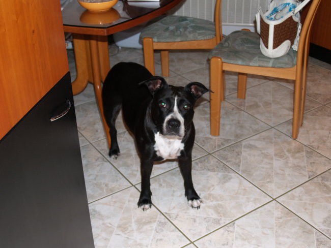 Naše živalice - foto povečava