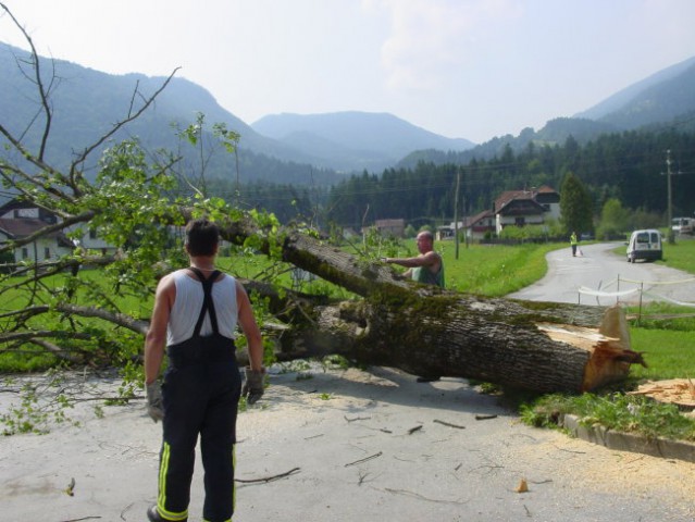 Pospravljanje lipe - foto