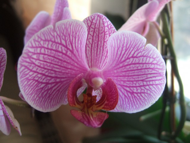 Sobne rože in orhideje - foto