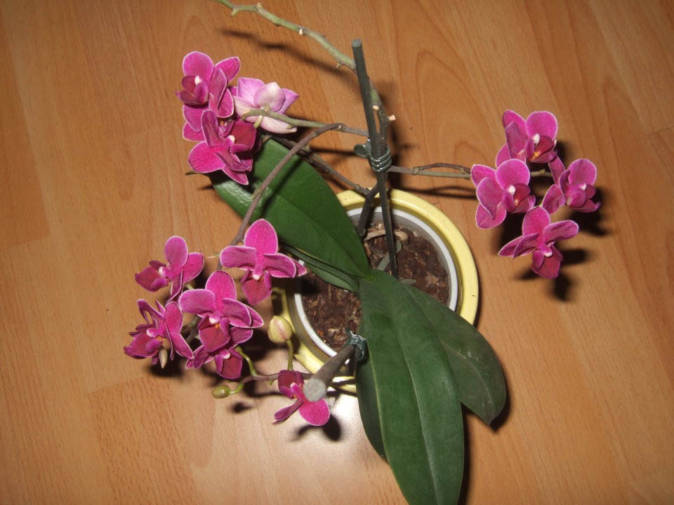 Sobne rože in orhideje - foto povečava