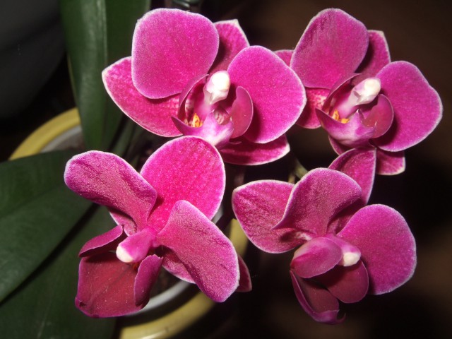 Sobne rože in orhideje - foto