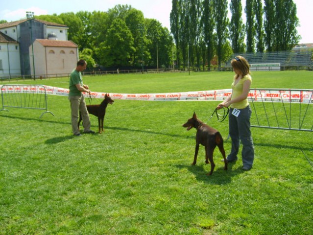 Trofeo triveneto - foto