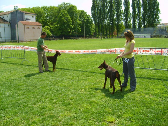 Trofeo triveneto - foto povečava